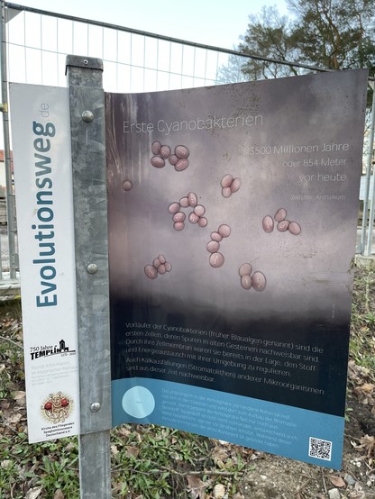 An information sign about the evolution of cyanobacteria, with graphic representations and German text, attached to metal posts.