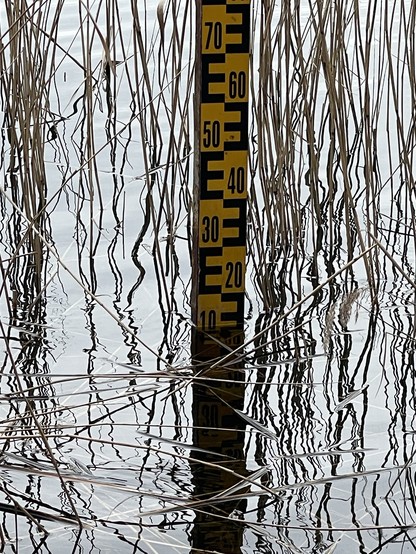 Water level gauge in a body of water with reflections of surrounding reeds on the surface.