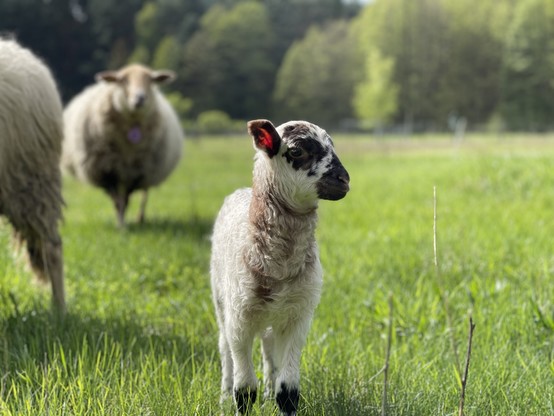 A lamb in focus in the foreground with a sheep slightly out of focus in the background, both standing in a field of green grass with trees in the distance.
