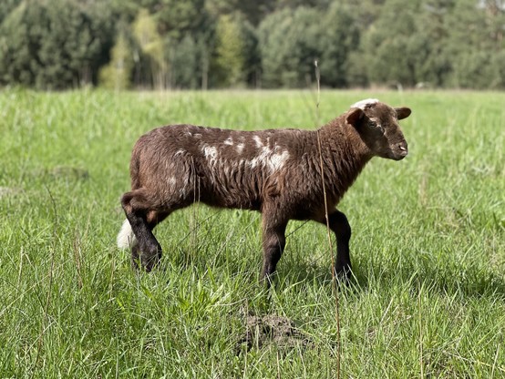 A brown lamb standing in a green field with trees in the background.