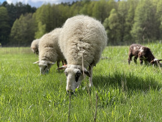 Sheep grazing in a lush green field with trees in the background.