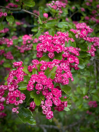 Clusters of vibrant pink flowers on a green leafy shrub.