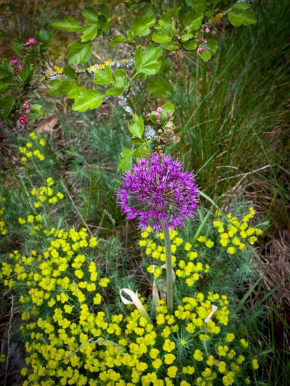 A purple allium flower surrounded by yellow blooms and green foliage.