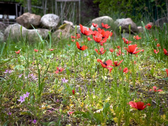 A field of vibrant red poppies with interspersed small pink flowers, green grass, and large rocks in the background.