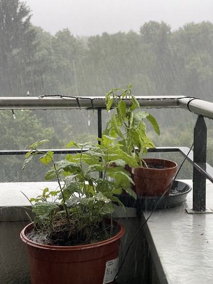 Pflanzen(Chilis und Eiche) in Töpfen auf einem Balkon an einem regnerischen Tag, mit einem Wald im Hintergrund.