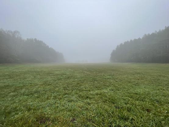 A foggy landscape featuring a grassy field stretching into the distance, bordered by a line of trees shrouded in mist. The atmosphere feels calm and serene, with a muted color palette.