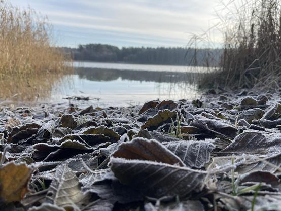 A close-up view of frosted leaves scattered along the edge of a calm lake, with tall grass and a serene landscape in the background, depicting a tranquil winter scene.