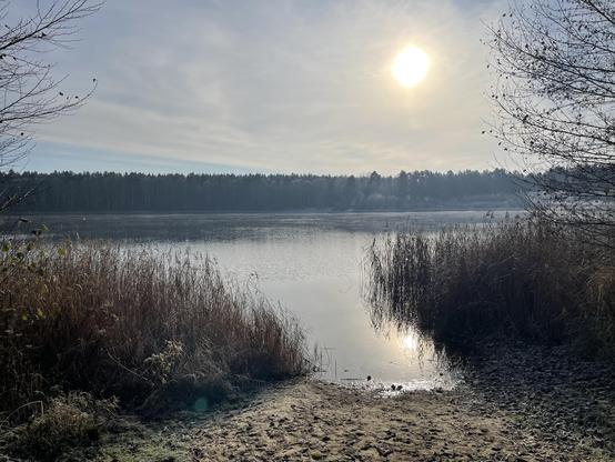 A tranquil lakeside scene featuring calm waters reflecting the sun, surrounded by tall grasses and trees. The sky is partly cloudy, and a dense forest is visible in the background. It looks like a clear cold winter day. 