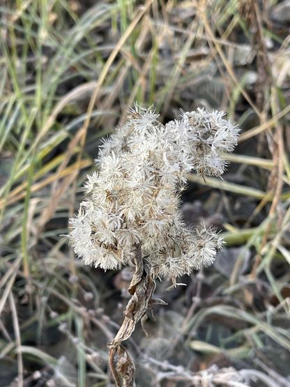 A close-up of a dried plant with white, frosted fluffy flower-like structures, surrounded by green and brown grasses.