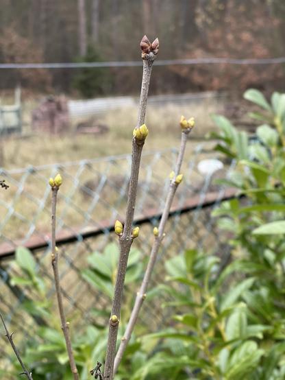 Ein Nahaufnahmebild eines Zweigs mit mehreren Knospen, der sowohl rötliche als auch grünliche Wucherungen zeigt. Der Hintergrund zeigt eine verschwommene Gartenszene mit einem Zaun und Sträuchern.