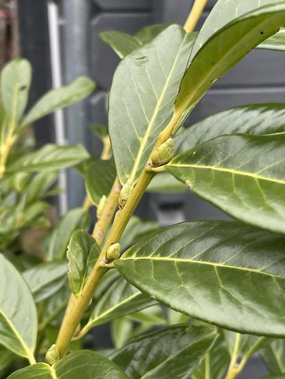 Nahaufnahme von grünen Blättern und Knospen auf einem Pflanzenstamm, vor einem verschwommenen Hintergrund. Die Blätter sind glänzend und gesund, mit sichtbaren Adern und ein paar Wassertropfen.