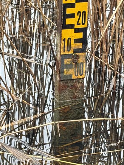Ein Meßstab für die Pegelhöhe eines Sees. Der Messstab hat oben eine schwarz/gelbe Skala. Das Wasser geht aber nicht einmal bis zum Anfang der Skala sondern endet ca. 10cm unterhalb. Ringsum steht Schilf. 