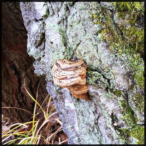 Ein Baumpilz an einem Birkenstamm