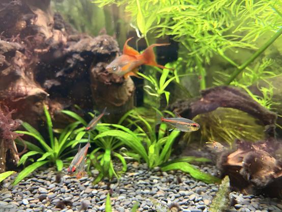 A group of colorful fish swimming in an aquarium with plants and rocks.