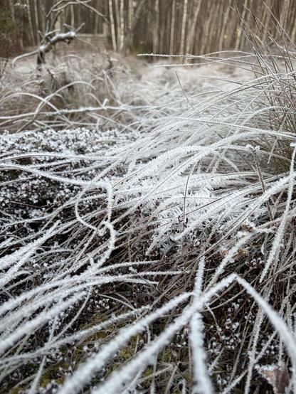 Dry leaves covered in frost in a forest. 
