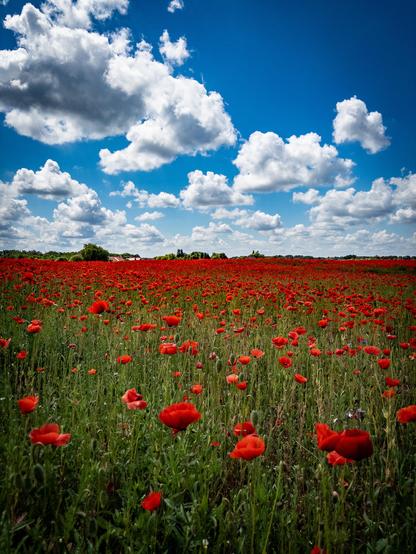A field of red poppies under a blue sky with white clouds.