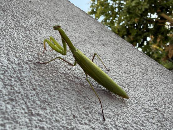 Eine grüne Gottesanbeterin sitzt auf einer strukturierten weißen Wand, mit Grün im Hintergrund.
