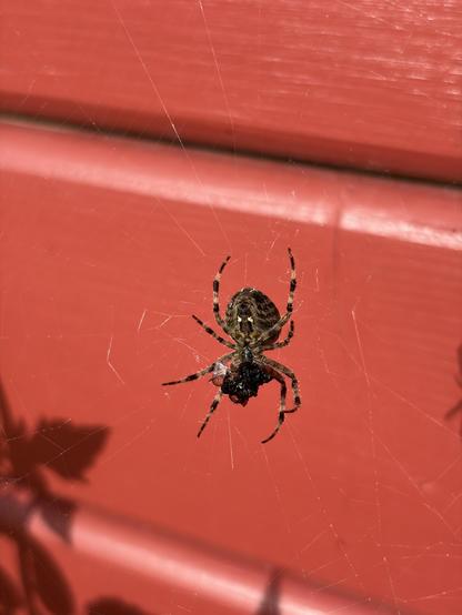 A spider having a snack on a fly. It's sitting in front of a red wooden wall. 