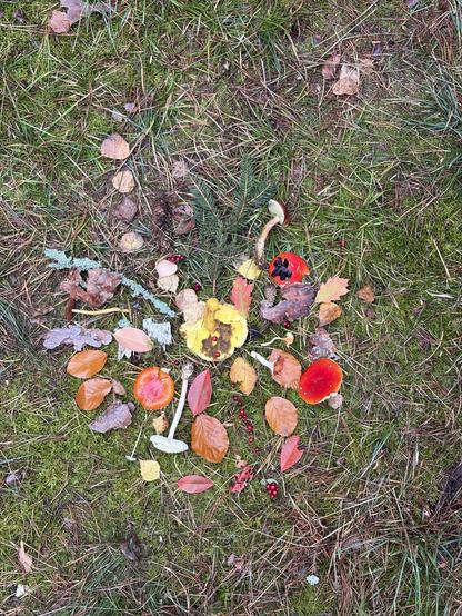 Ein kleines Mandala aus bunten Blättern, Beeren und Pilzen auf Waldboden