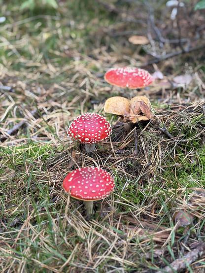 Drei prächtige Fliegenpilze mit ihren kräftig roten Kappen mit weißen Punkten drauf im Wald. 